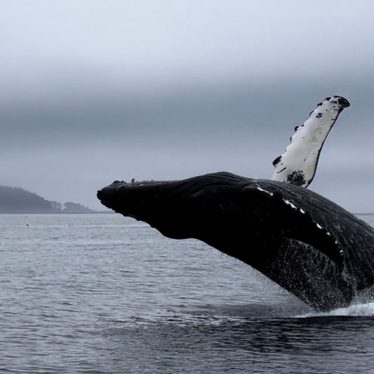 Humpback Whales