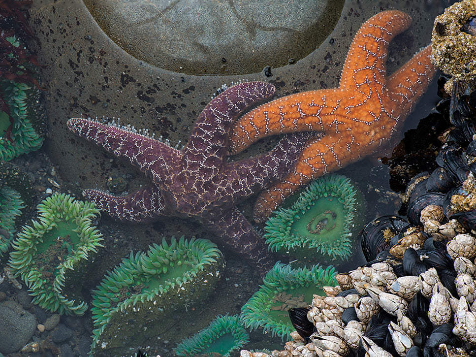 orange and purple starfish in a tide pool
