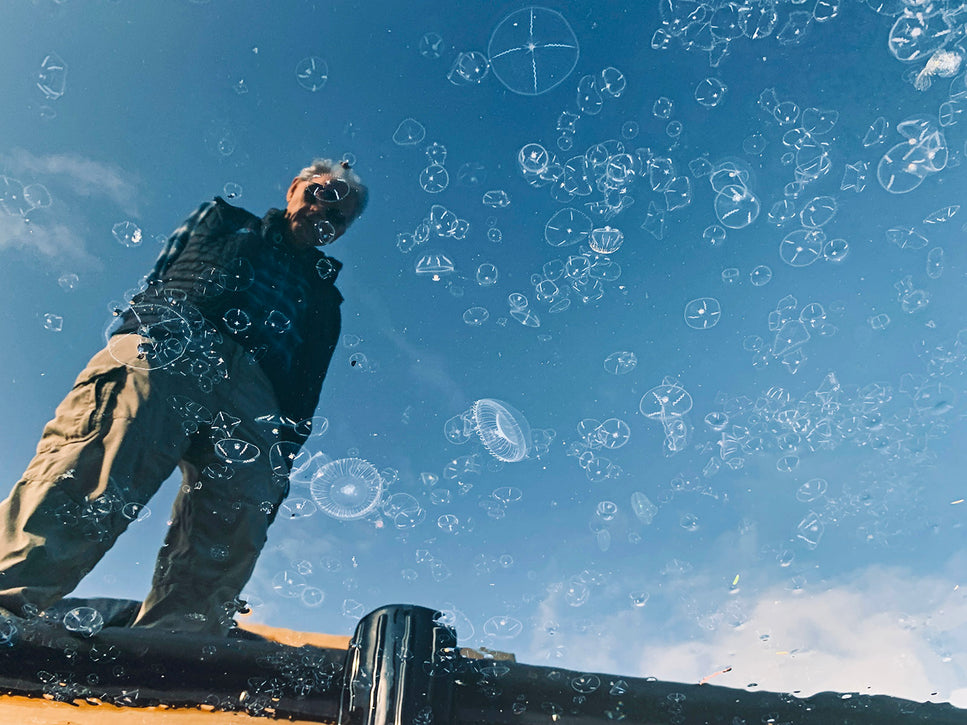clear jelly fish reflected in the sky