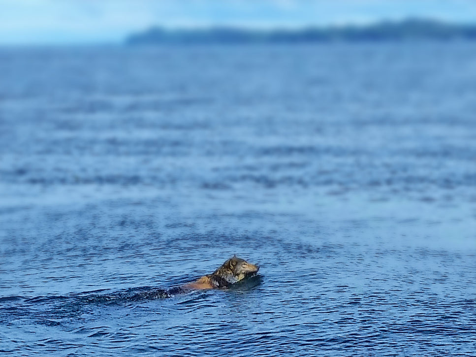 sea wolf off the coast of vancouver island