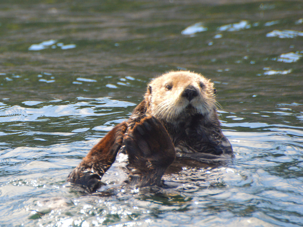 Ollie the otter chillin at malei island ollie is a west coast teddy bear sea otter