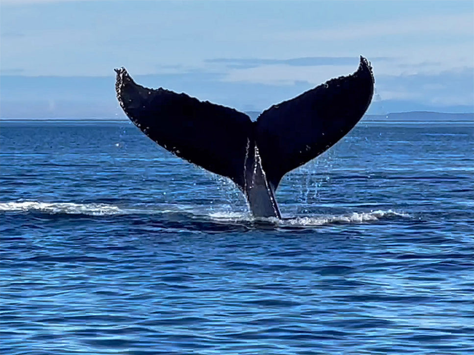 humpback whale tail near malei island while on whale watching tour